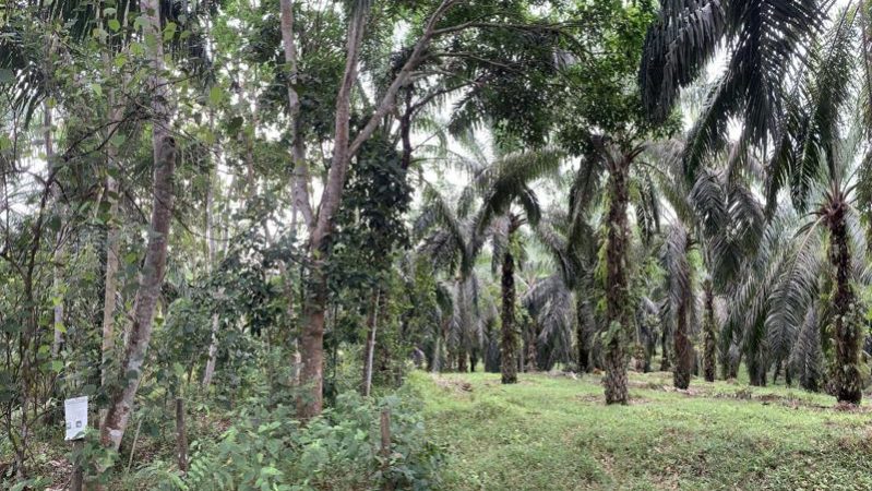EXPERIMENTO Quanto maior a diversidade de espécies plantadas, mais diverso se tornou o ecossistema restaurado -