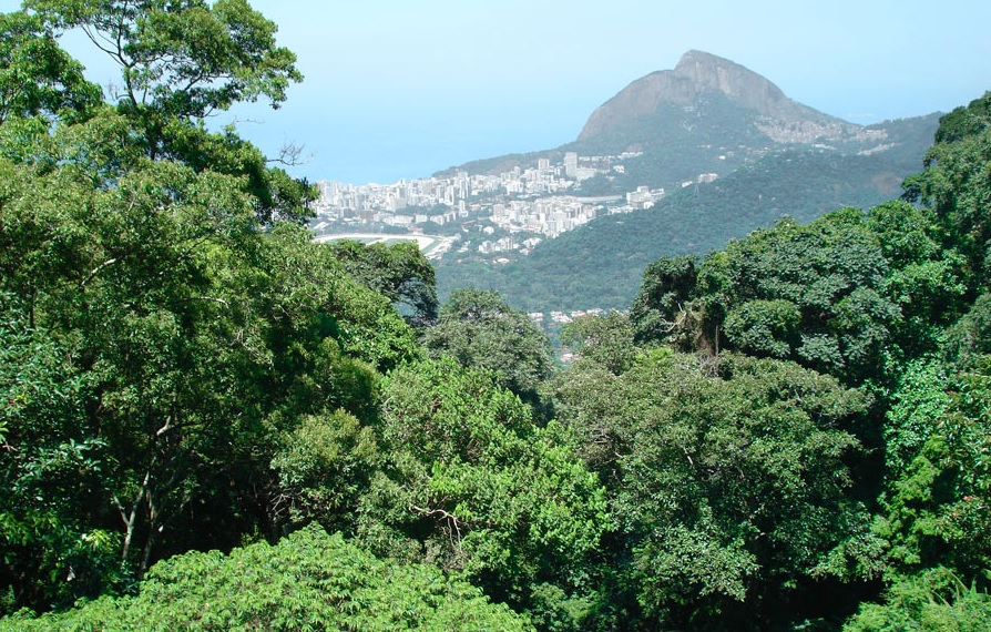 Floresta da Tijuca, no Rio de Janeiro