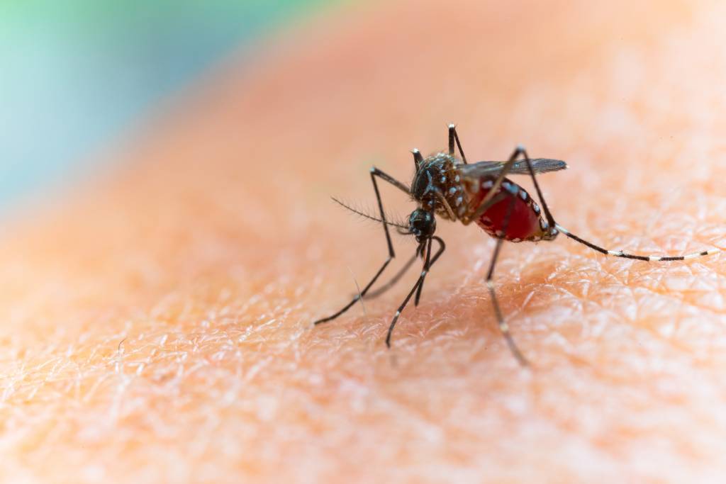 Mais de 70% dos moradores de São Paulo estão suscetíveis à dengue, aponta estudo