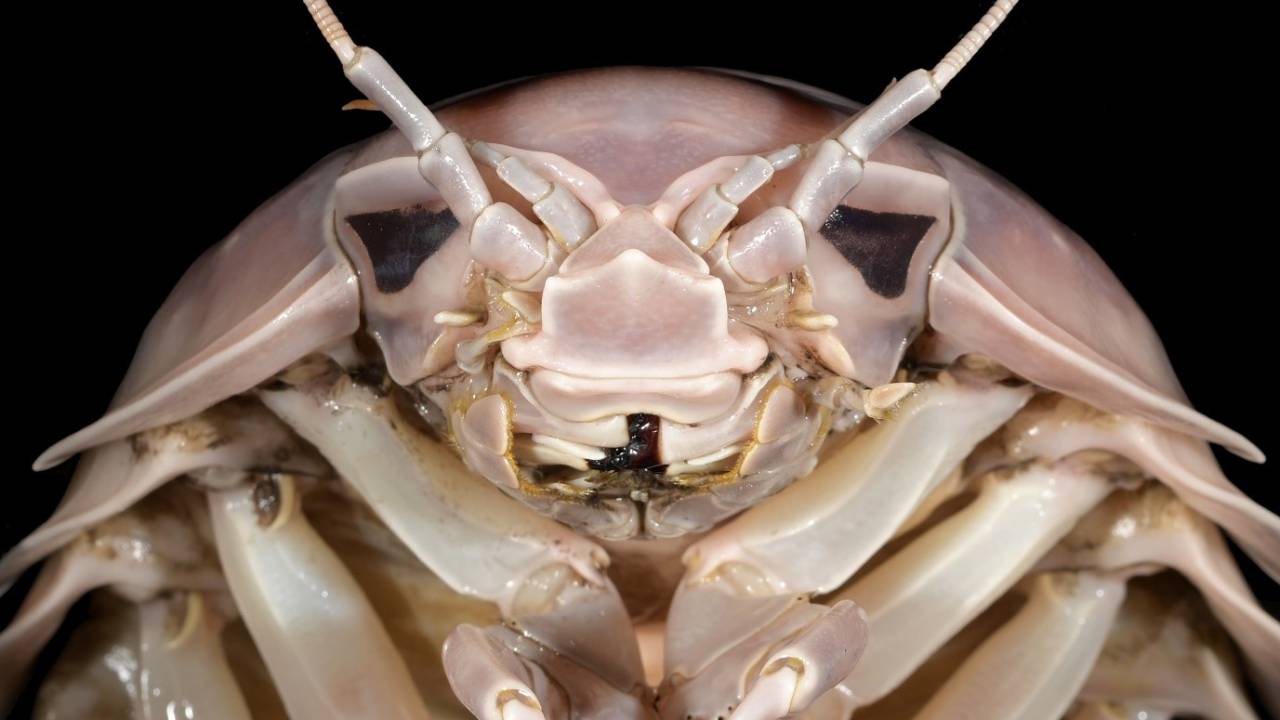 BATHYNOMUS VADERI nova espécie de crustáceo gigante descoberta no Vietnã, recebeu esse nome pela semelhança de sua cabeça com o capacete de Darth Vader, vilão de Star Wars.