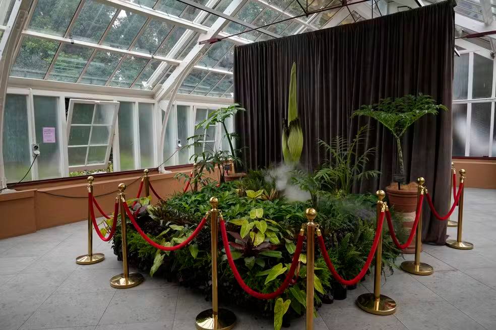A “Flor-Cadáver” que atraiu milhares de pessoas na Austrália