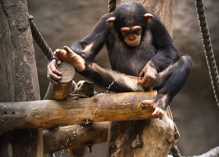 Os chimpanzés (também) urinam juntos para fazer amigos