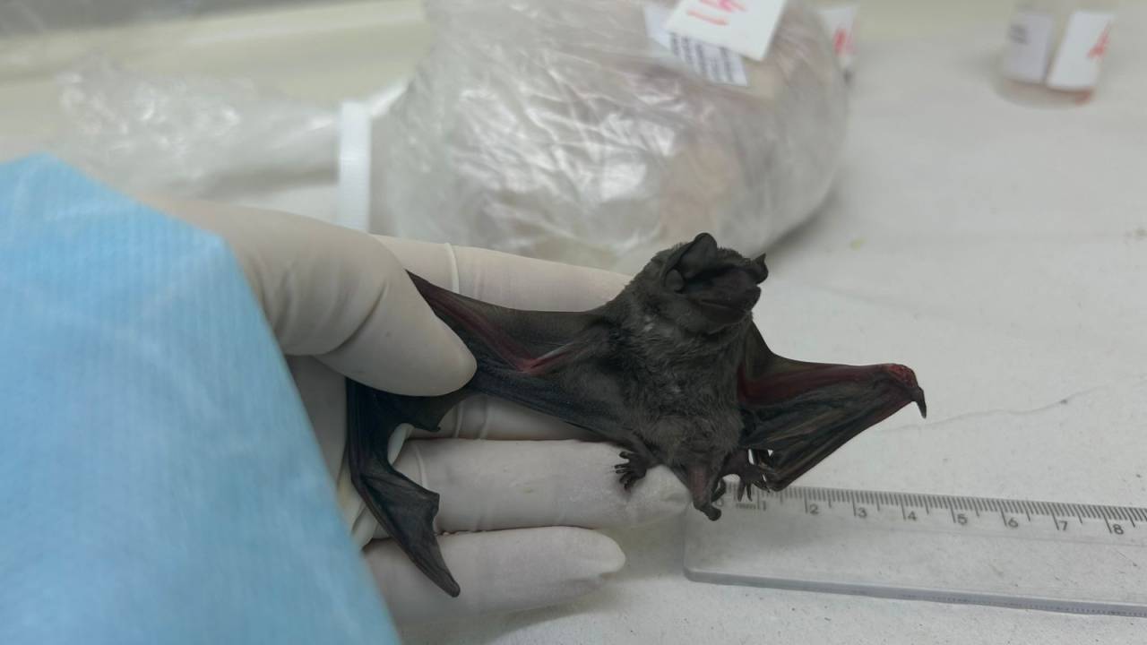 Morcego insetívoro da espécie Molossus molossus em que foram identificados um novo coronavírus na América do Sul, próximo ao MERS-CoV, e um gemykibivirus relacionado a humanos