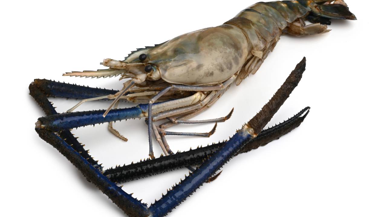 Giant Freshwater Prawn (Macrobrachium rosenbergii) on white background