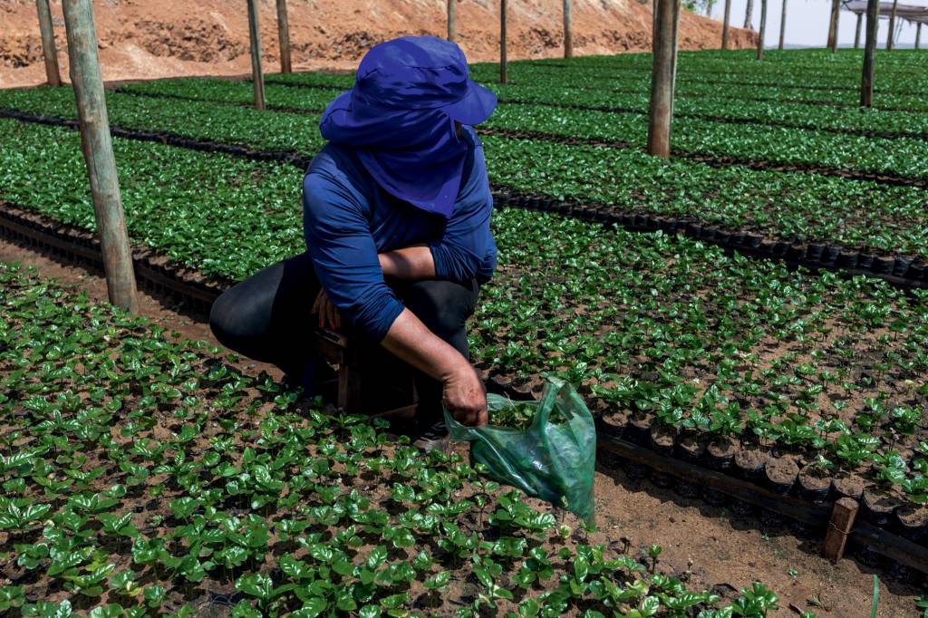 Global Food Prices Risk Spiking On Worst-Ever Drought In Brazil SABOR AMARGO - Produção de café: nos últimos doze meses, o item subiu 60% no mercado brasileiro