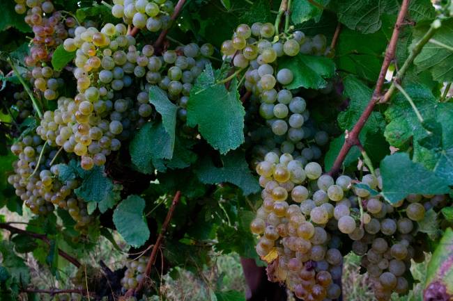 Seival Uvas Uvas da variedade Alvarinho plantadas no vinhedo Seival