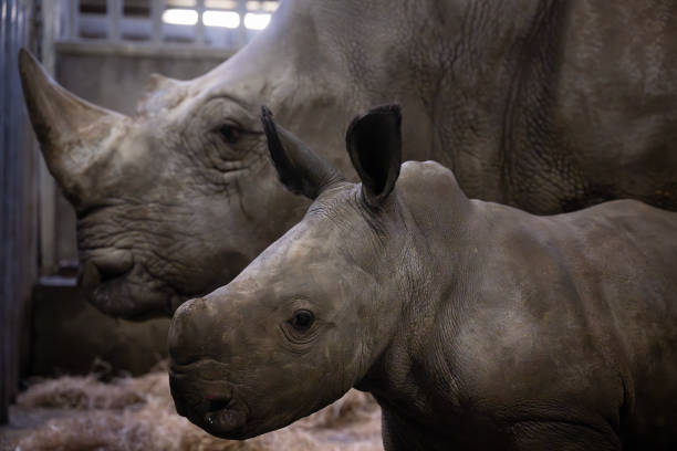 This photograph shows a baby rhinoceros called Nova and her mother Eli at Pairi Daiza zoo in Brugelette on January 22, 2025. Nova was born overnight between January 1 to January 2, 2025. (Photo by JOHN THYS / AFP) (Photo by JOHN THYS/AFP via Getty Images)