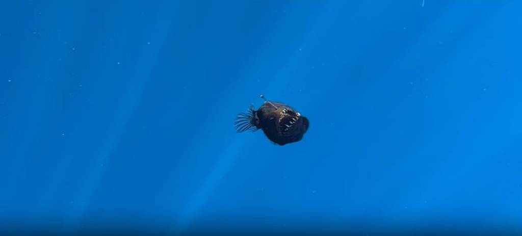 Pela primeira vez, peixe-diabo negro é avistado à luz do dia; vídeo