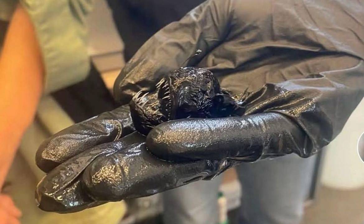 peixe diabo negro