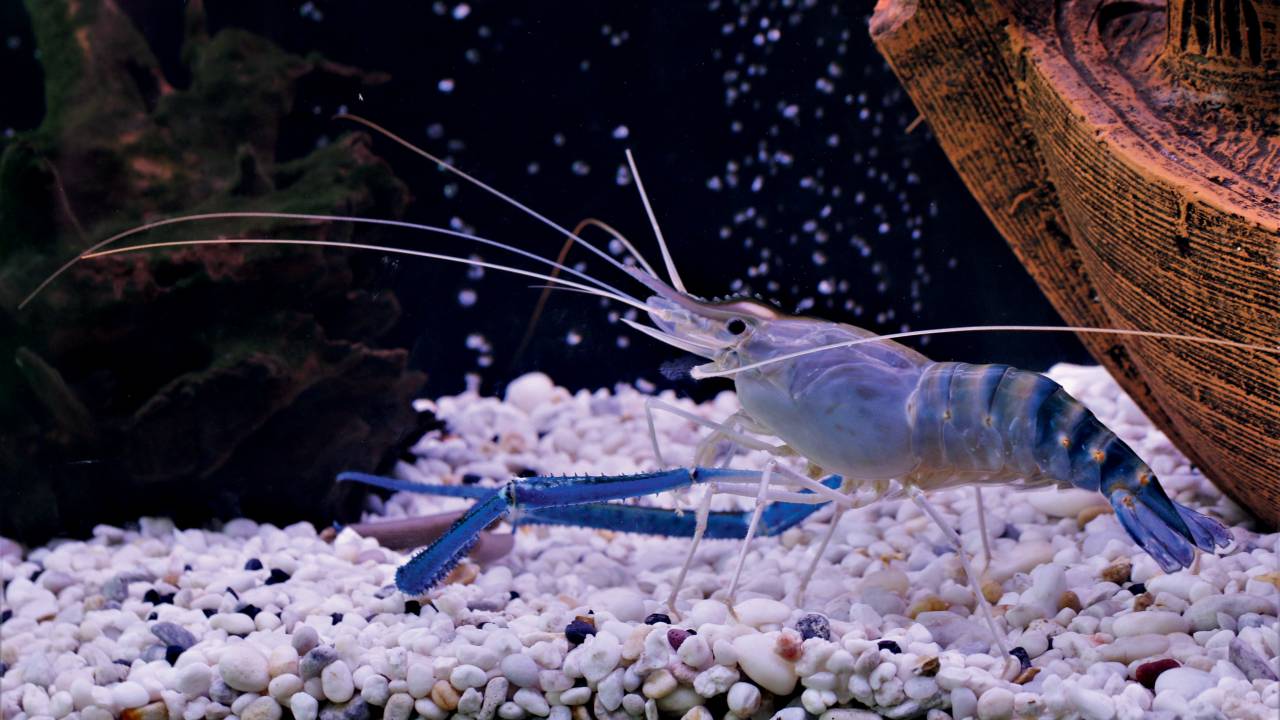 CAMARÃO-GIGANTE-AZUL - O Macrobrachium rosenbergii é um crustáceo de água doce de grande porte, com até 30 centímetros e carne saborosa. O ciclo de vida se inicia em água salgada. É predador.