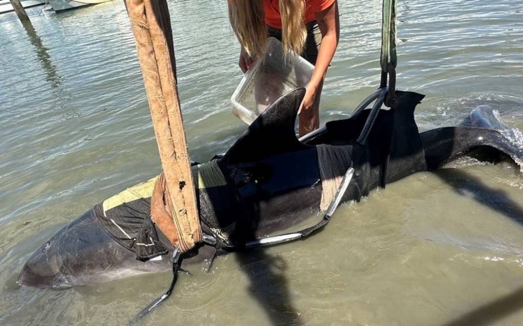 VÍDEO: Golfinho de 400 kg salta para dentro de barco na Nova Zelândia