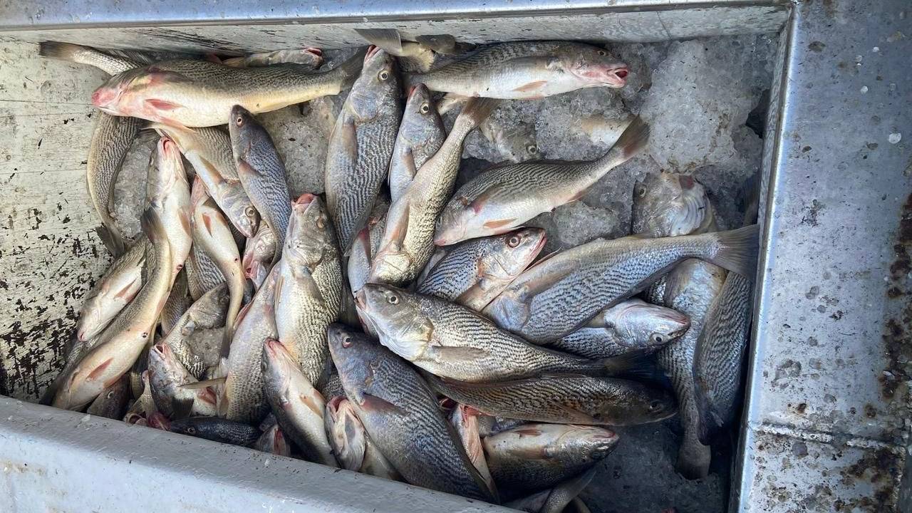 Peixes pescados ilegalmente na região de Cabo Frio apreendidos pela Polícia Federal