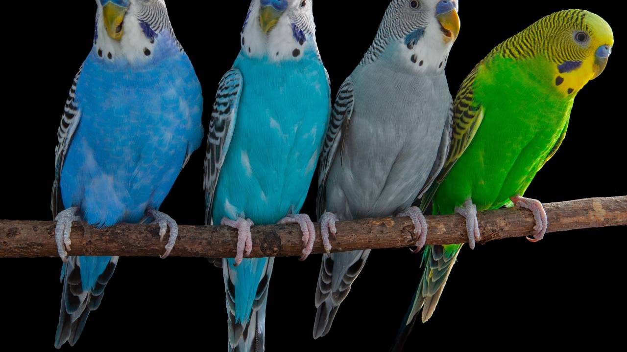 Análise do cérebro dos papagaios ajuda a explicar a flexibilidade vocal humana