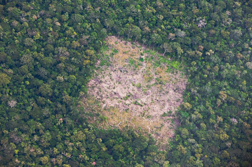 Amazônia: impacto do desmatamento varia de acordo com estações