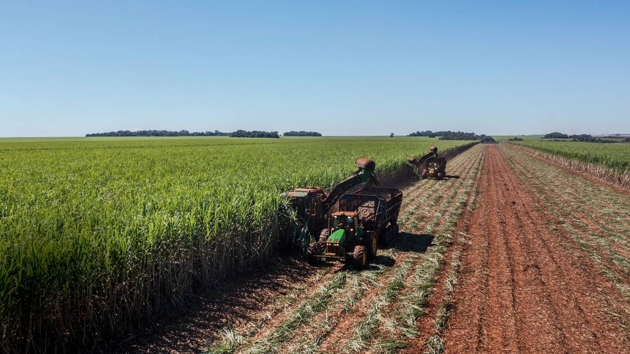 Canavial: a produção de etanol cresce sem grande aumento de área