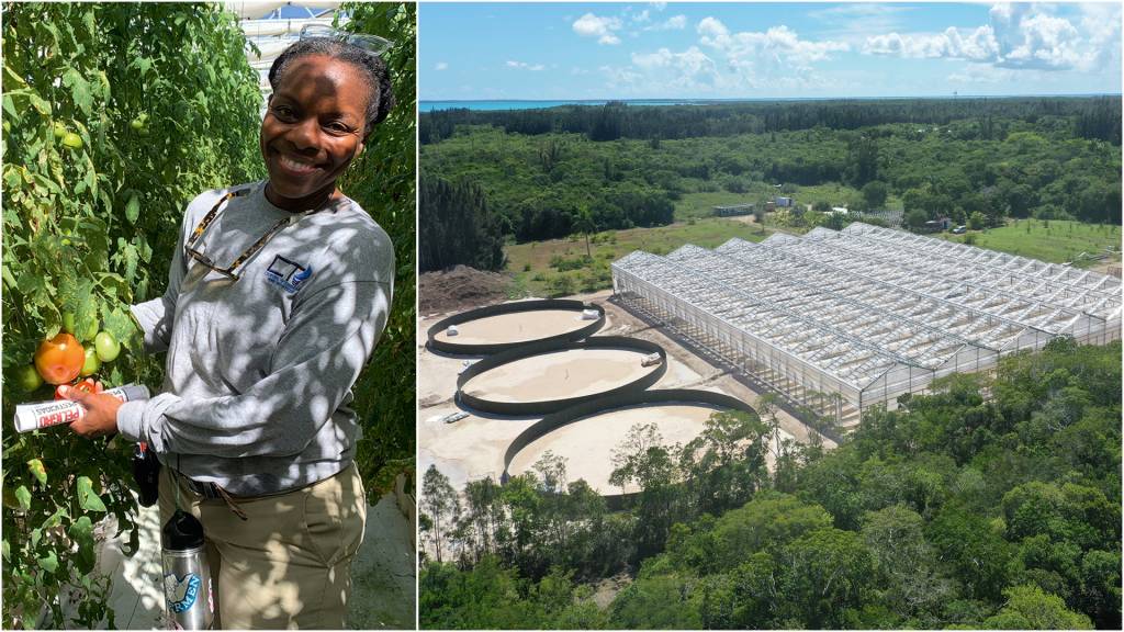 3—Selima-Hauber,-engenheira-agrícola-na-the-Farm,da-One-Eleuthera-Foundation.JPEG DEU FRUTOS - Estufas à prova de tempestades: “Logo vamos começar a exportar”, diz a engenheira Selima (à esq.)