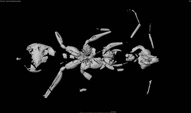 Reconstrução tridimensional da formiga Vulcanidris cratensis a partir de imagens obtidas por microtomografia computadorizada. A técnica permitiu visualizar detalhes internos da anatomia do fóssil sem danificar a rocha.