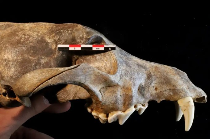 Cachorro pré-histórico pode ter sido tratado como pet e morto por humanos