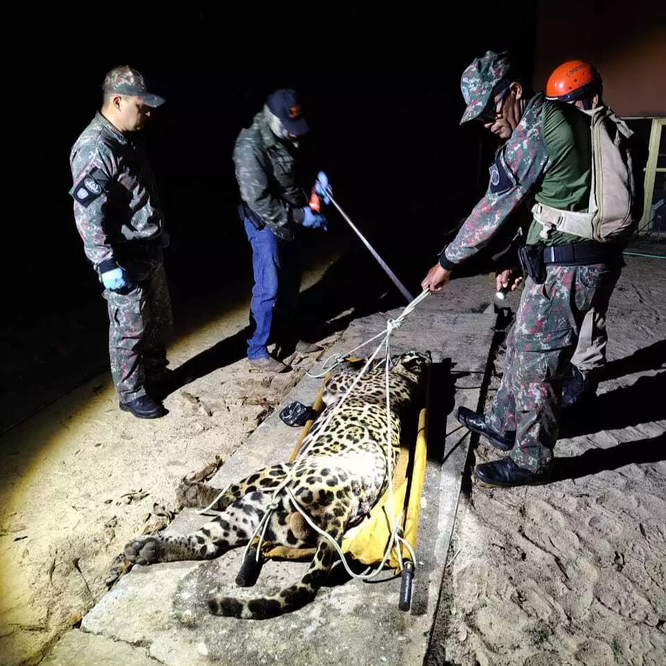 Magra e de idade avançada, onça-pintada que matou caseiro é capturada no Pantanal