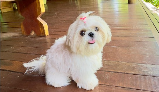 A Shih Tzu Patinha