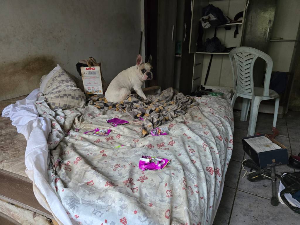 Cardiologista é preso por manter cães mortos em freezer, no RJ