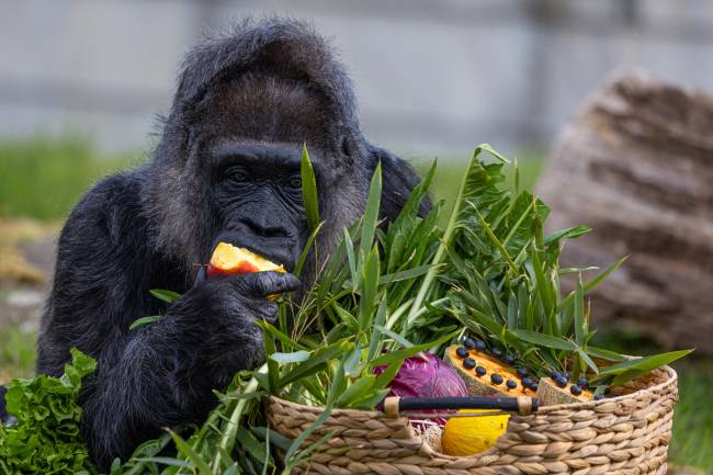 csm_Gorilla_Fatou_68_Jahre_Zoo_Berlin_3__a91f08d12c Fatou, a gorila mais velha em cativeiro, no zoológico de Berlim: 68 anos com cesta de frutas -