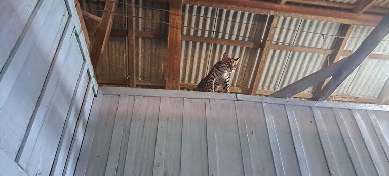 Ibama resgata jaguatirica mantida por influenciadora como pet no Pará