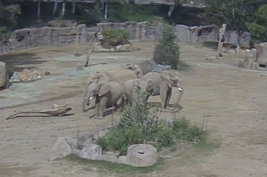 Em meio ao tremor de 5,2 graus na Califórnia, elefantes do Parque Safari de San Diego se unem instintivamente em círculo para proteger os filhotes — uma poderosa cena de cuidado e conexão.