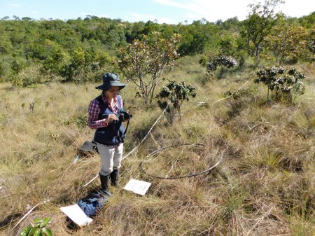 Restauração ecológica: estudo indica caminho para recuperação de campos naturais e savanas