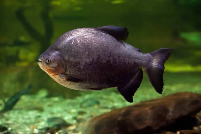 Tambaqui, espécie amazônica com dentes robustos, foi introduzido na lagoa artificial e pode estar por trás dos ataques a banhistas em Bonito (MS)