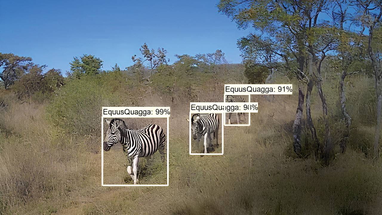 PRIVACIDADE - Reserva na África do Sul: filmadoras com IA ajudam na detecção e conservação da fauna