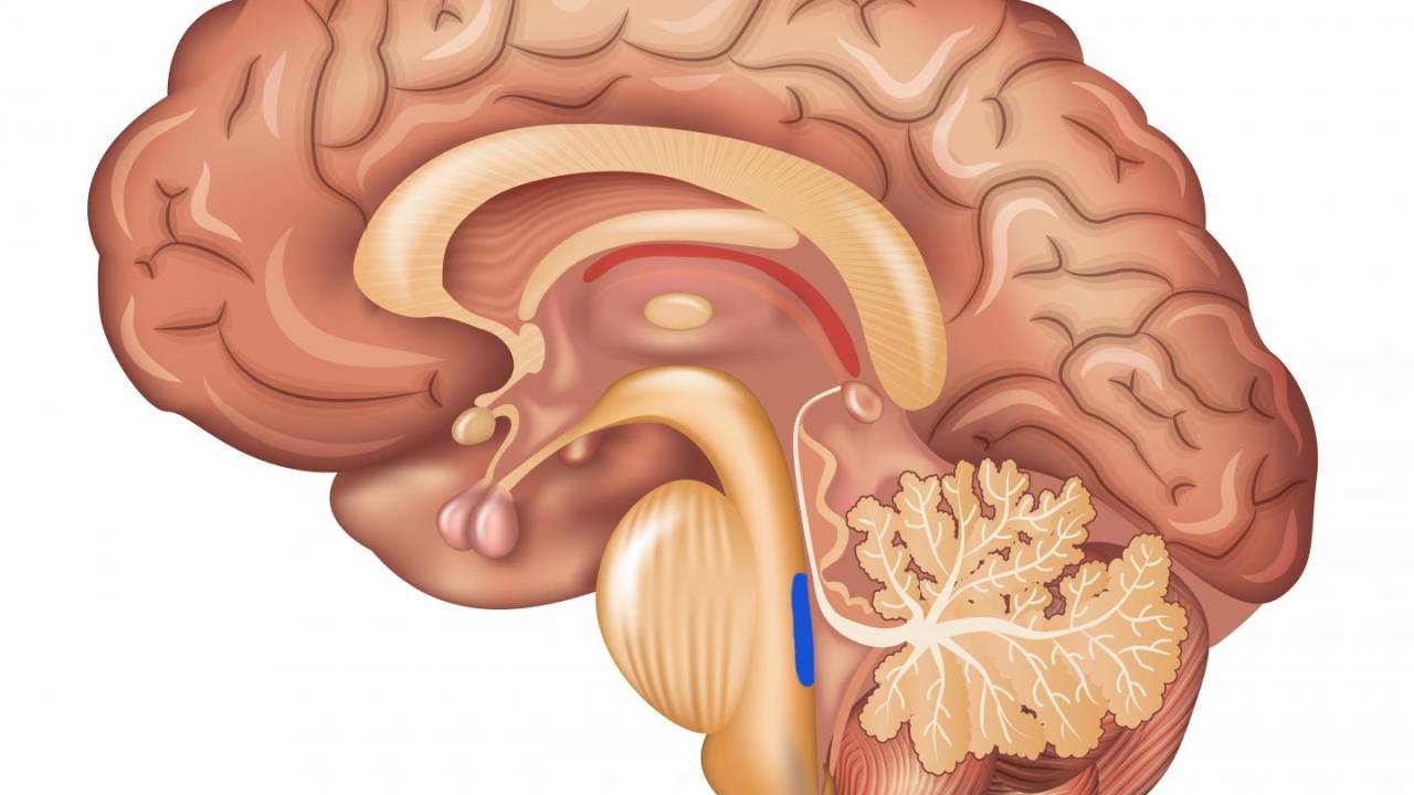 ALZHEIMER - Locus ceruleus: estrutura em azul localizada no tronco encefálico tem ligação com atenção, memória, reserva cognitiva e sono