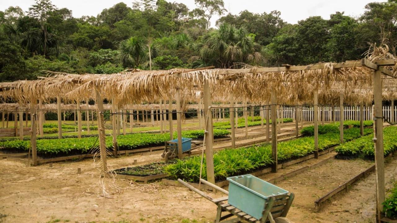 Canteiro de mudas em fazenda especializada na produção de castanha-do-Brasil, na Amazônia