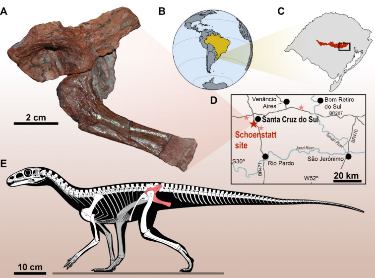 Fóssil encontrado no RS preenche lacuna na origem dos dinossauros