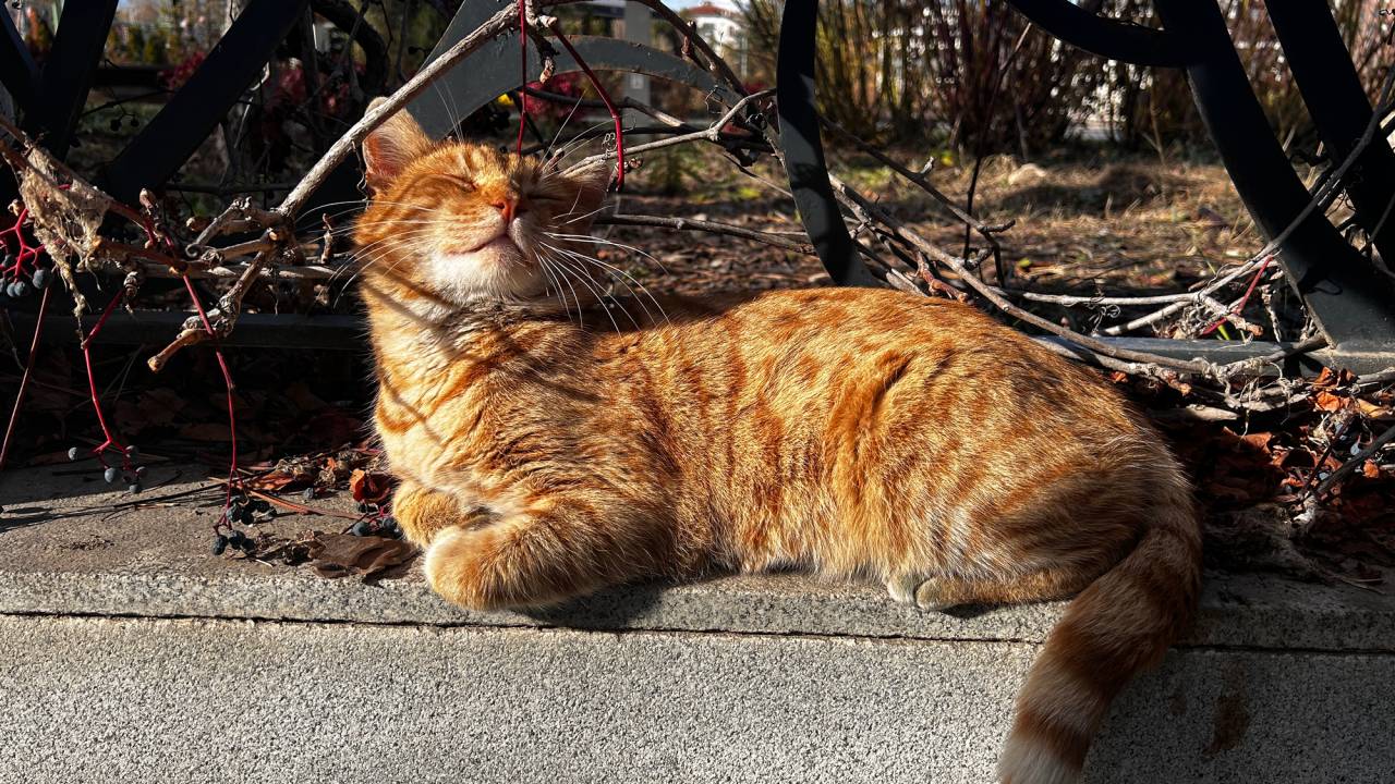 Gatos com pelagem totalmente laranja são em geral machos: mutação genética -