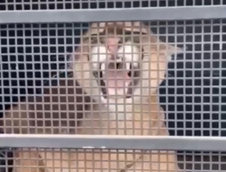 Avanço sobre áreas verdes: onça se refugia em prédio