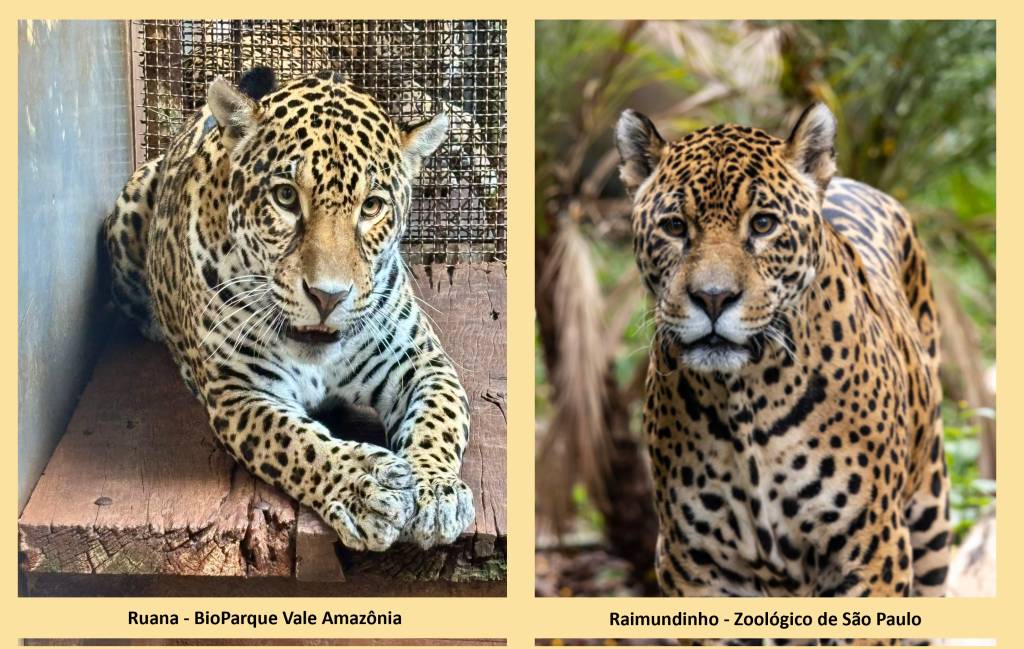 Onça pintada viaja da Amazônia para São Paulo para conhecer pretendente
