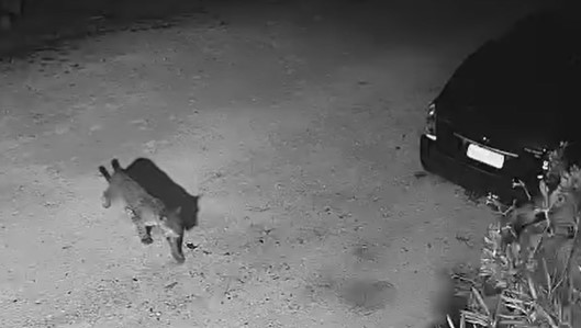 Vídeo: Onça-pintada é flagrada circulando perto de residências no Mato Grosso do Sul