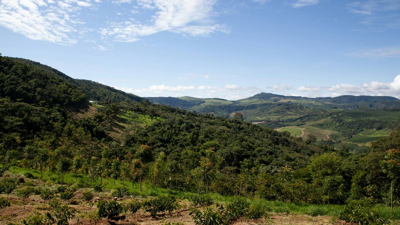 agrofloresta