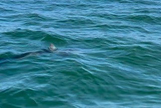 Tubarões no Rio: governo divulga recomendações para banhistas