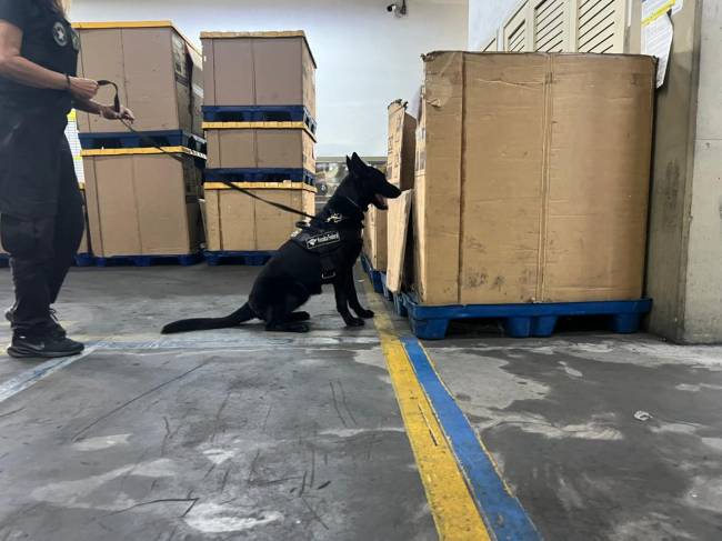 A operação contou com o apoio do cão de faro Elektra.