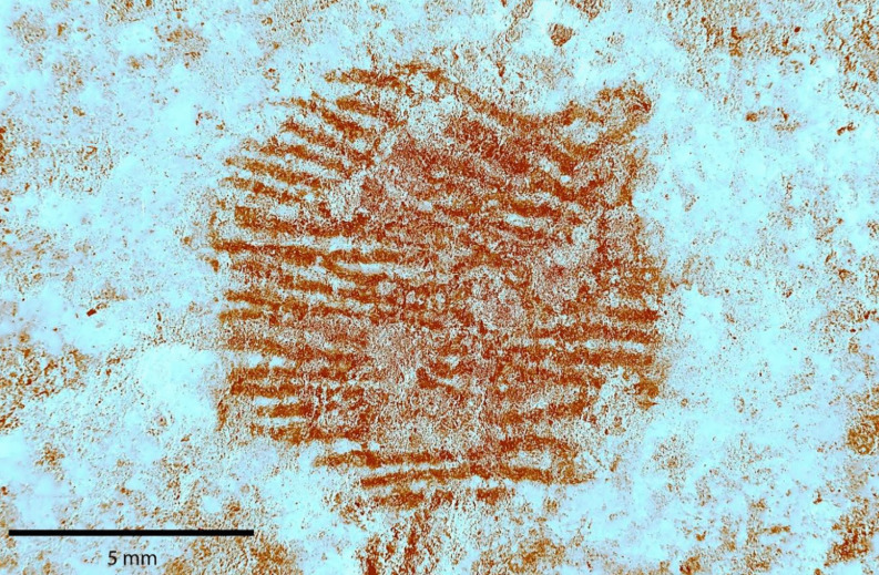 Impressão digital de 43 mil anos pode ser a mais antiga já encontrada