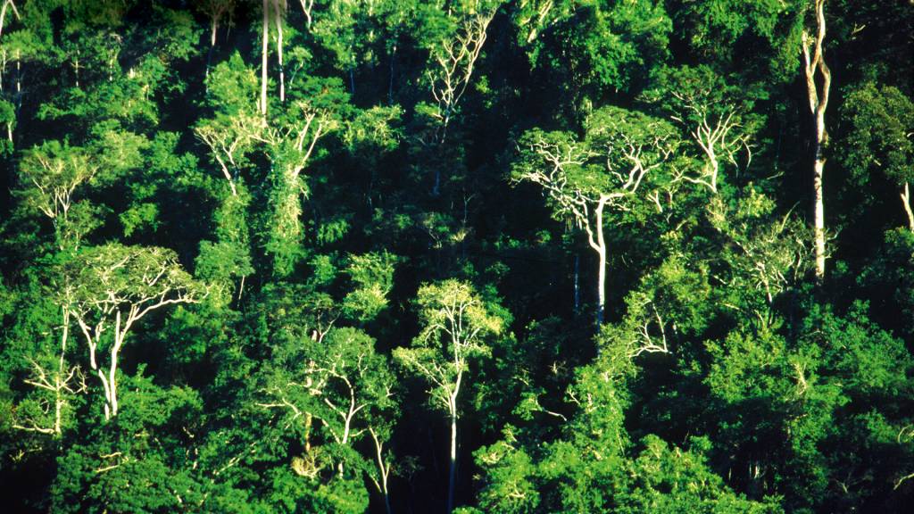 O impulso fundamental do setor privado para a restauração da Mata Atlântica