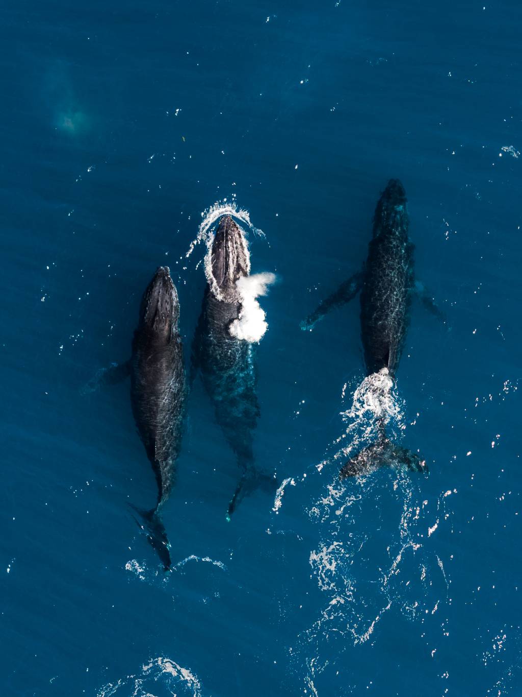 Cientistas alertam: Abrolhos tem áreas críticas desprotegidas