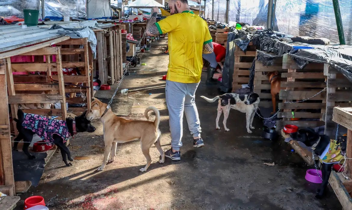 Animais domésticos sendo resgatados de áreas alagadas do Rio Grande do Sul, durante as enchentes de maio de 2024