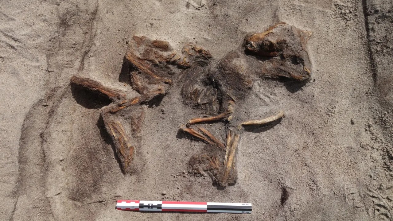 Ossada do cachorro enterrado aos pés da mulher viking há cerca de mil anos, no interior de um barco funerário escavado na ilha de Senja, norte da Noruega