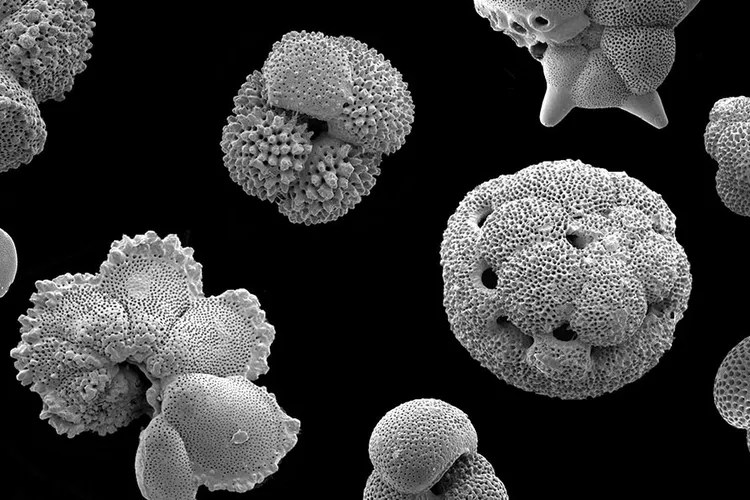 Imagem de microscopia eletrônica mostra fósseis de foraminíferos planctônicos, organismos marinhos microscópicos cujas conchas ajudam a reconstituir a história climática dos oceanos.