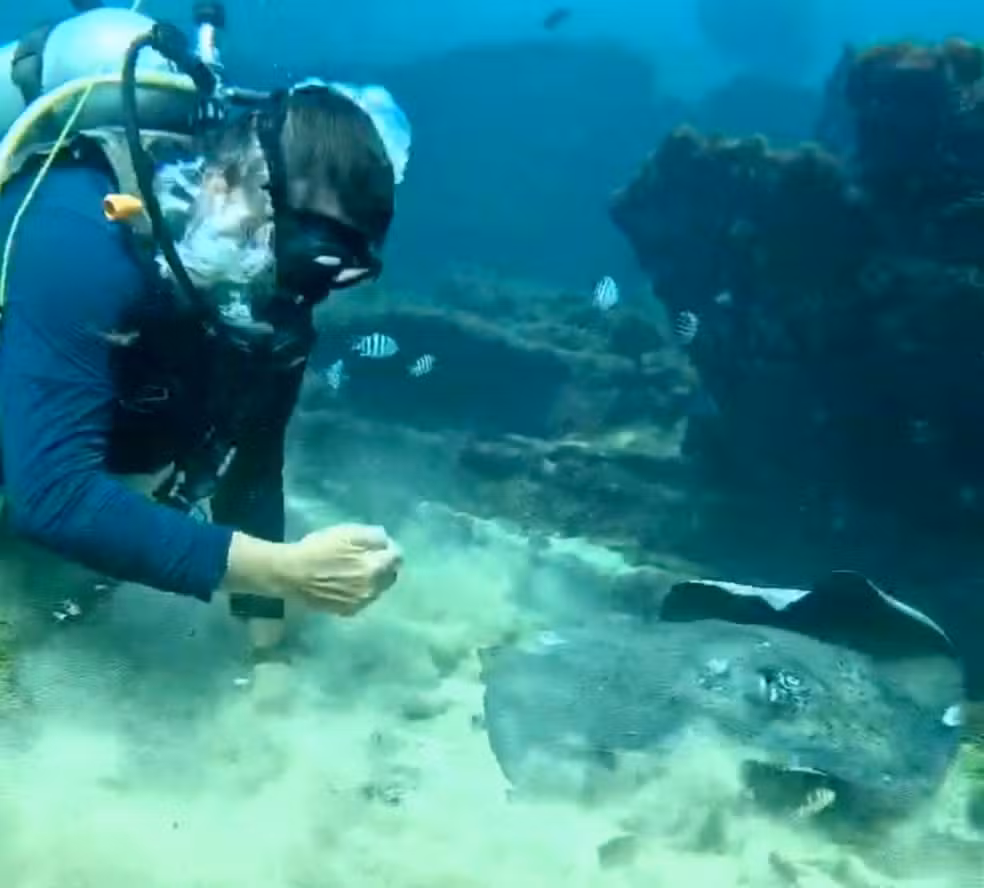 Conheça ‘Claudia Arraia’, a raia salva por um mergulhador em Fernando de Noronha