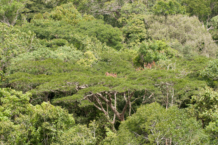 Com mais secas, Amazônia perde circulação de água e estoque de carbono
