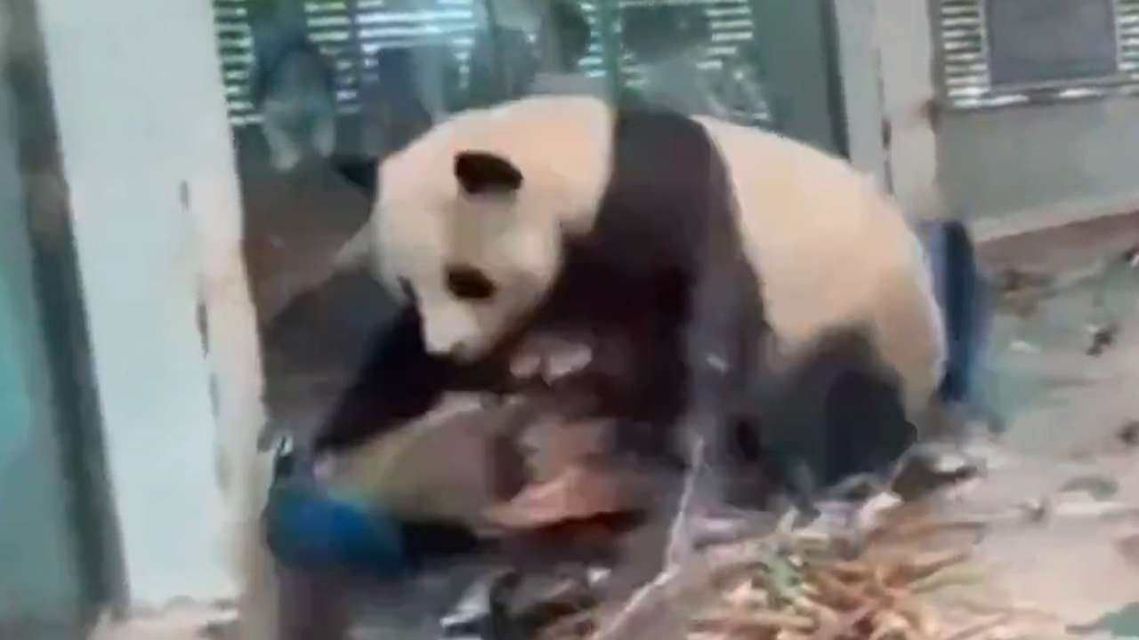 Nuan Nuan ataca pavão em zoológico na China. 10/07/2025